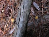 Hypholoma dispersum image