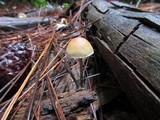 Hypholoma dispersum image