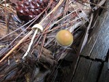 Hypholoma dispersum image
