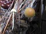 Hypholoma dispersum image