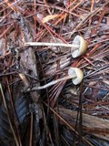Hypholoma dispersum image