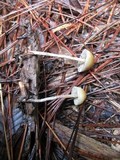 Hypholoma dispersum image