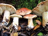 Tricholoma dryophilum image