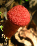 Suillus spraguei image