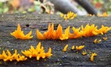 Calocera cornea image