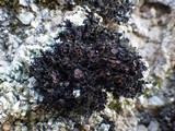 Lathagrium cristatum image