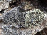 Lecidea fuscoatra image