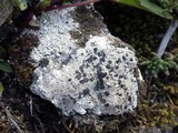 Lecidea fuscoatra image