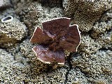 Xanthoparmelia conspersa image