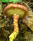 Suillus spraguei image