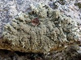 Xanthoparmelia conspersa image