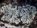 Xanthoparmelia protomatrae image