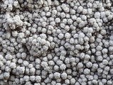 Pertusaria amara f. pulvinata image