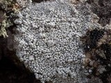 Pertusaria amara f. pulvinata image