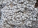 Pertusaria amara f. pulvinata image