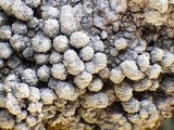 Pertusaria amara f. pulvinata image
