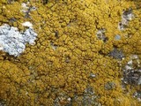 Caloplaca citrina image