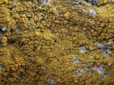 Caloplaca citrina image
