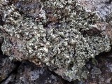 Xanthoparmelia protomatrae image
