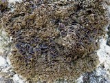 Xanthoparmelia pulla image