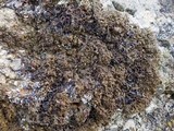 Xanthoparmelia pulla image