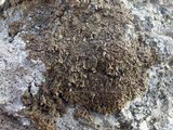 Xanthoparmelia pulla image