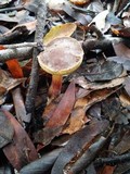 Boletus chrysenteron image