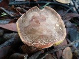 Boletus chrysenteron image