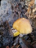 Pluteus romellii image