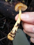 Pluteus romellii image