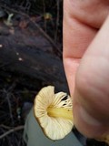 Pluteus romellii image