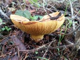 Suillus caerulescens image