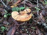 Suillus caerulescens image