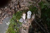 Hypomyces chlorinigenus image