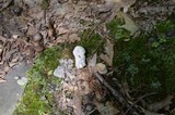 Hypomyces chlorinigenus image