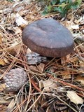 Pluteus atromarginatus image