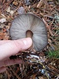 Pluteus atromarginatus image