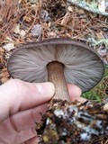 Pluteus atromarginatus image