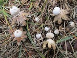 Geastrum minimum image