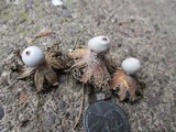 Geastrum minimum image