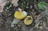 Xanthoconium affine image
