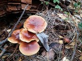 Pholiota velaglutinosa image