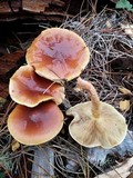 Pholiota velaglutinosa image