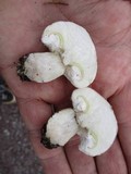 Suillus neoalbidipes image