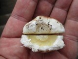 Suillus neoalbidipes image