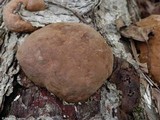 Fomitiporia robusta image