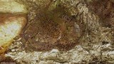 Fomitiporia robusta image