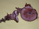 Hydnellum peckii image