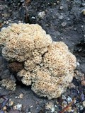Sparassis crispa image