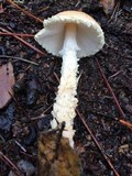 Lepiota magnispora image